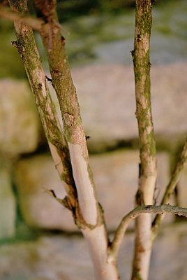 Lagerstroemia indica - pukol indický - borka